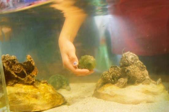 Touch Tank Encounter